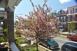 Kwanzan Cherry Tree 2011 01